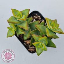 Load image into Gallery viewer, Crassula rupestris &#39;High Voltage&#39; - John &amp; Norma&#39;s Succulents Australia
