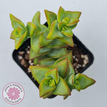 Load image into Gallery viewer, Crassula rupestris &#39;High Voltage&#39; - John &amp; Norma&#39;s Succulents Australia
