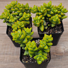 Crassula rupestris sp.