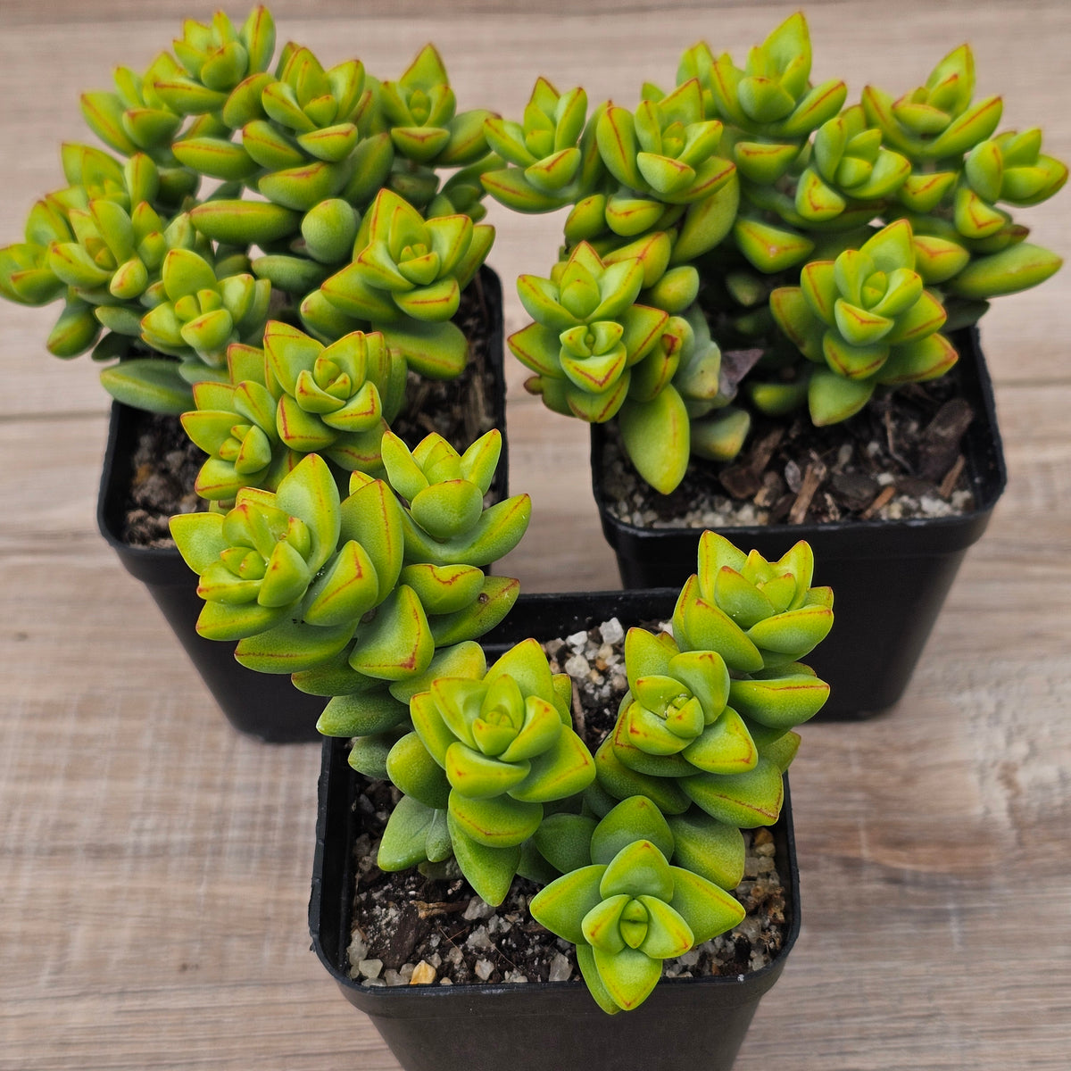 Crassula rupestris sp.