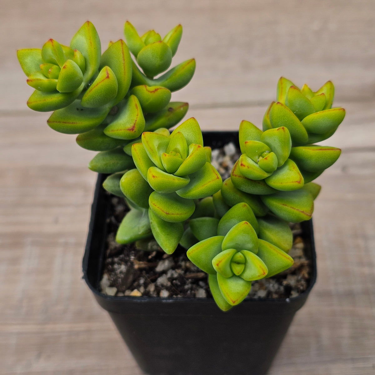 Crassula rupestris sp.
