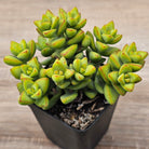 Crassula rupestris sp.