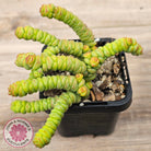 Crassula rupestris ssp. marnieriana