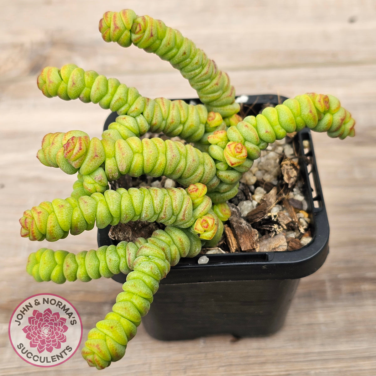 Crassula rupestris ssp. marnieriana