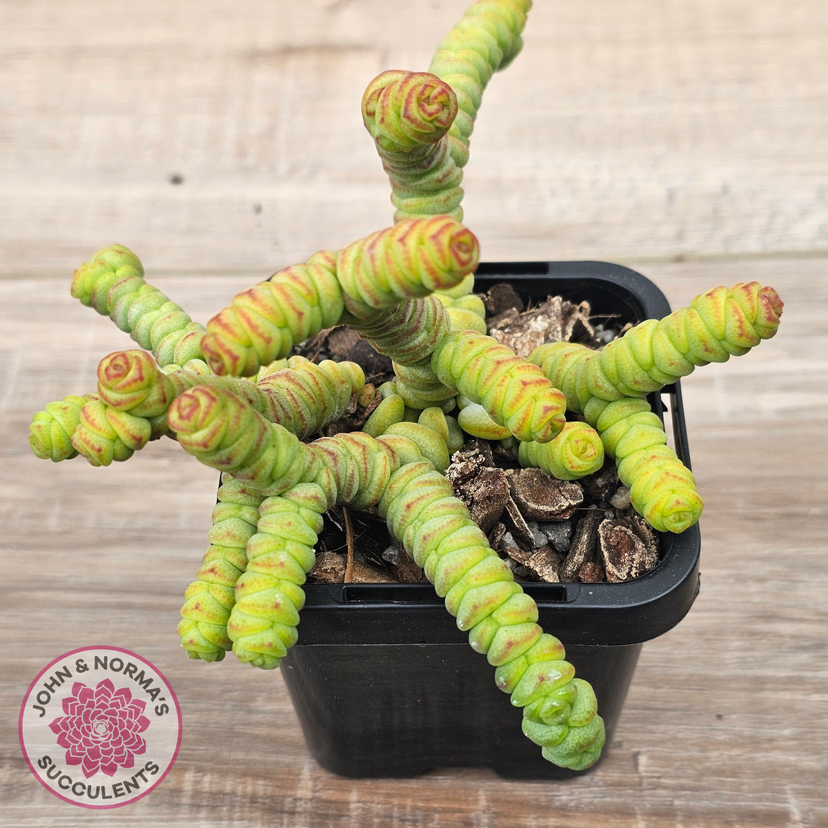 Crassula rupestris ssp. marnieriana