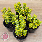 Crassula rupestris sp.