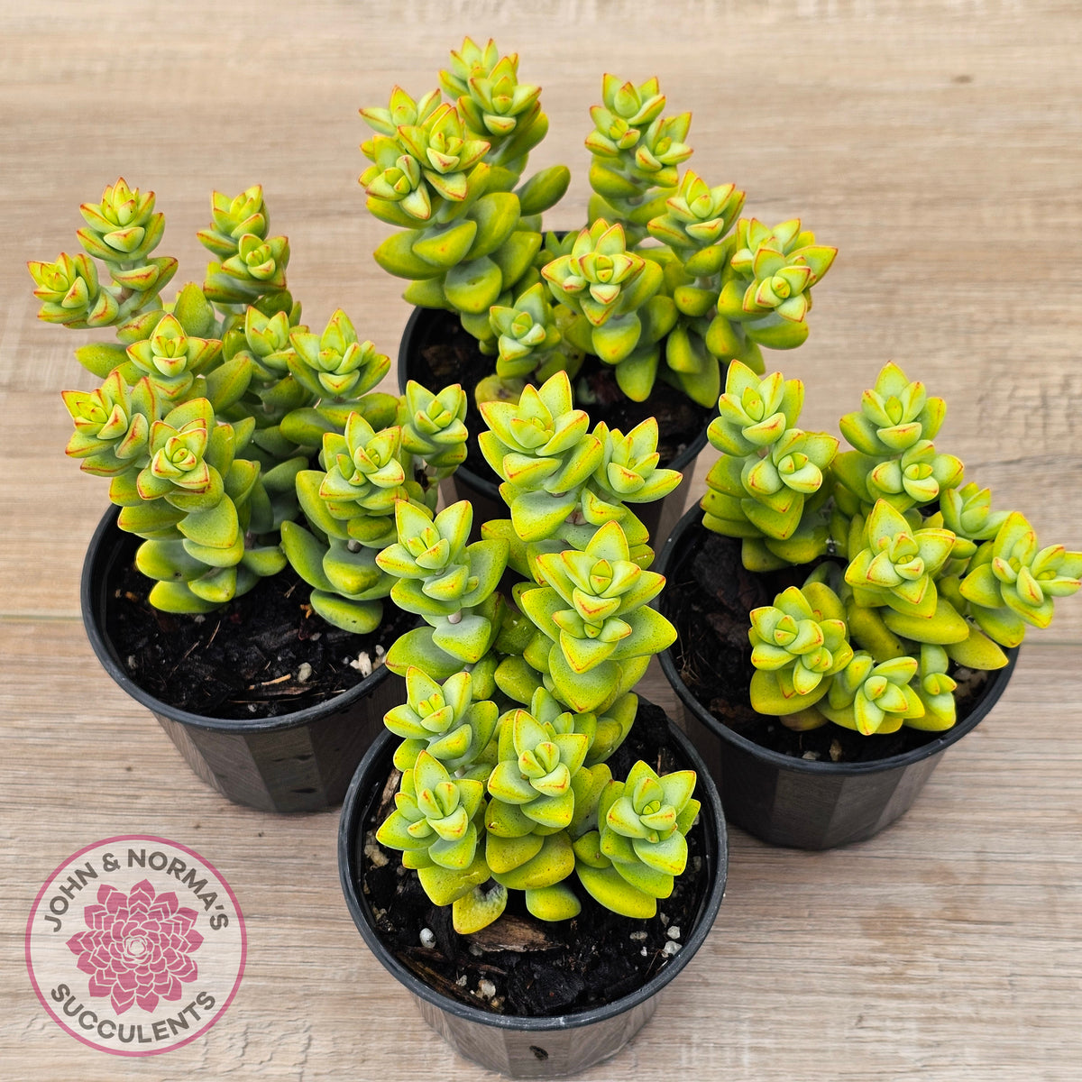 Crassula rupestris sp.