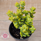 Crassula rupestris sp.