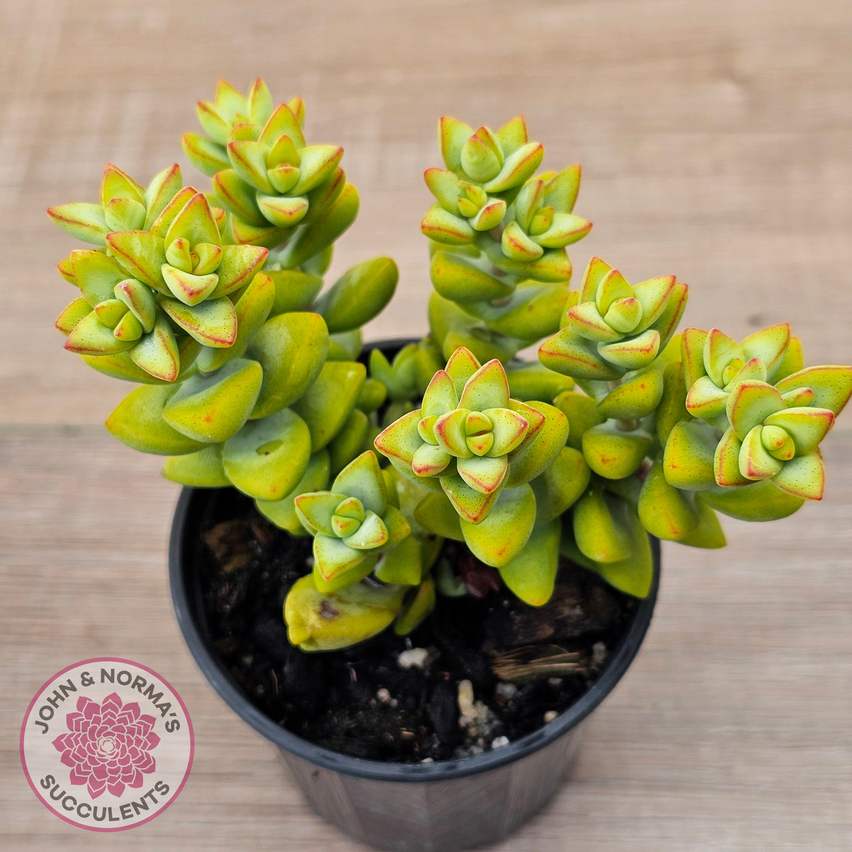 Crassula rupestris sp.