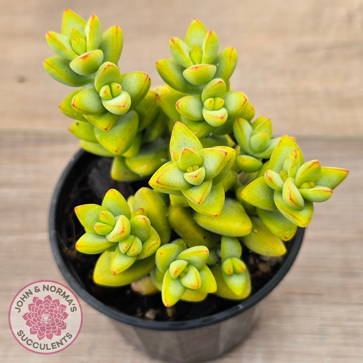 Crassula rupestris sp.