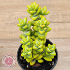 Crassula rupestris sp.
