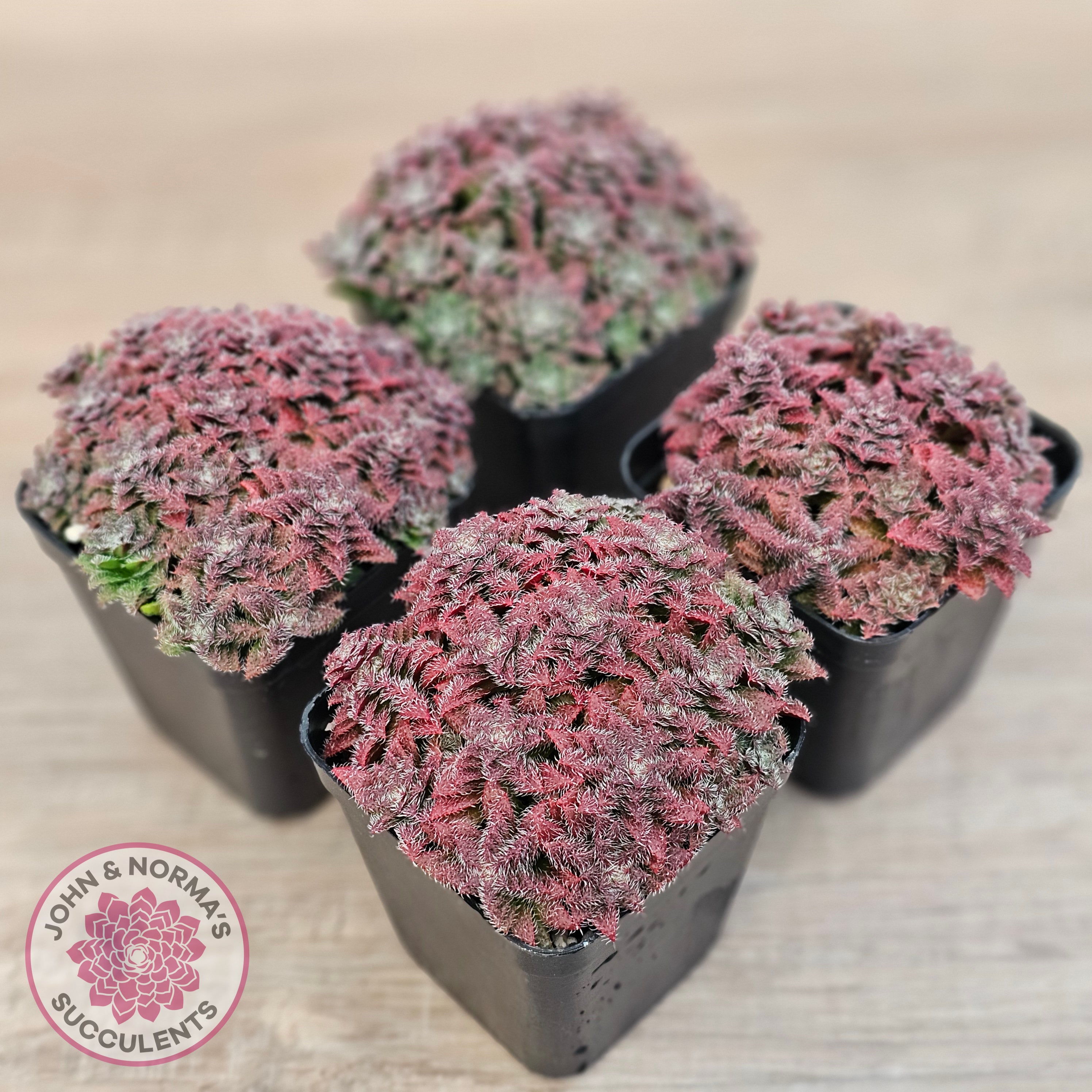 Buy Crassula setulosa v transvaal drakensberg Australia | Quality