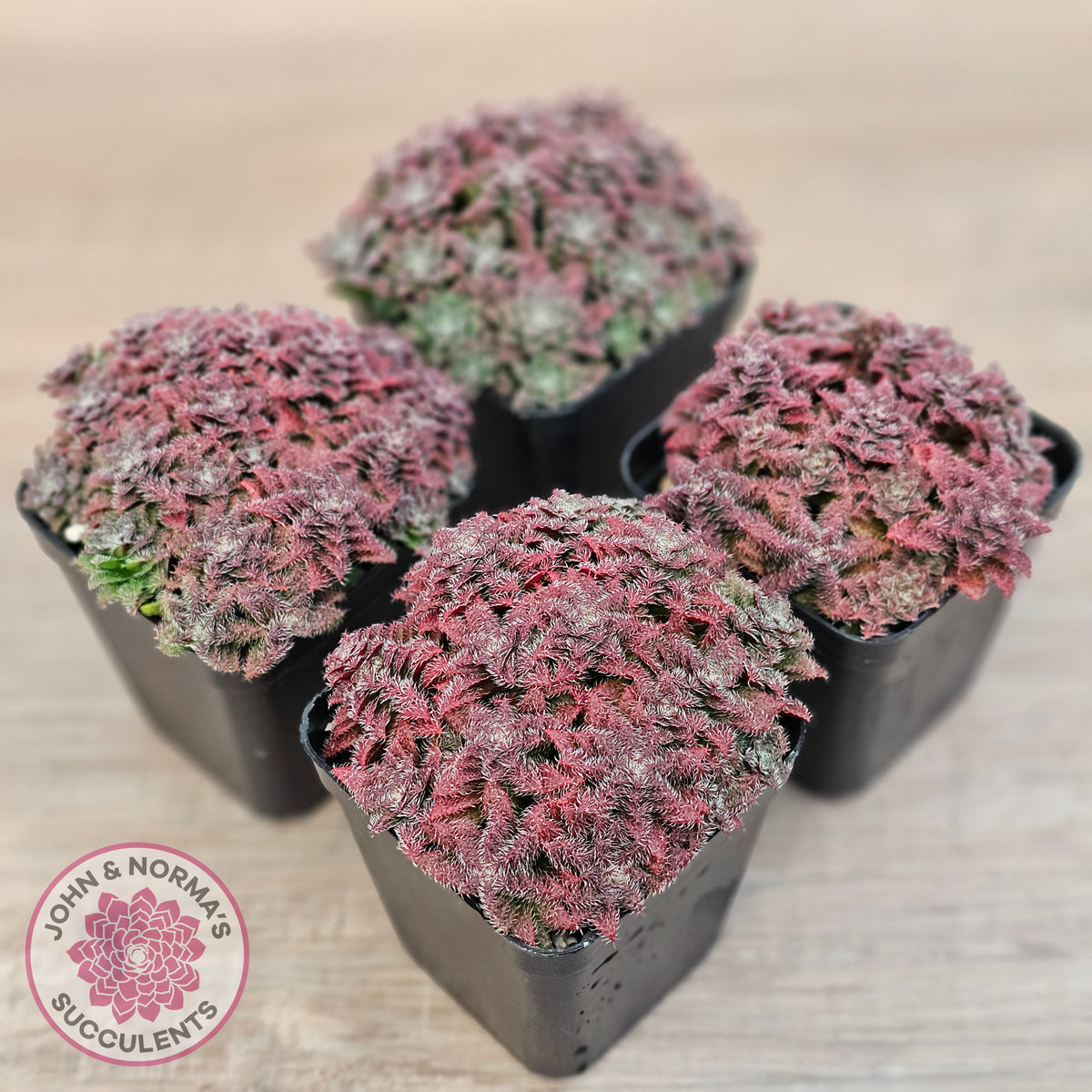 Crassula setulosa v transvaal drakensberg