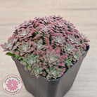 Crassula setulosa v transvaal drakensberg