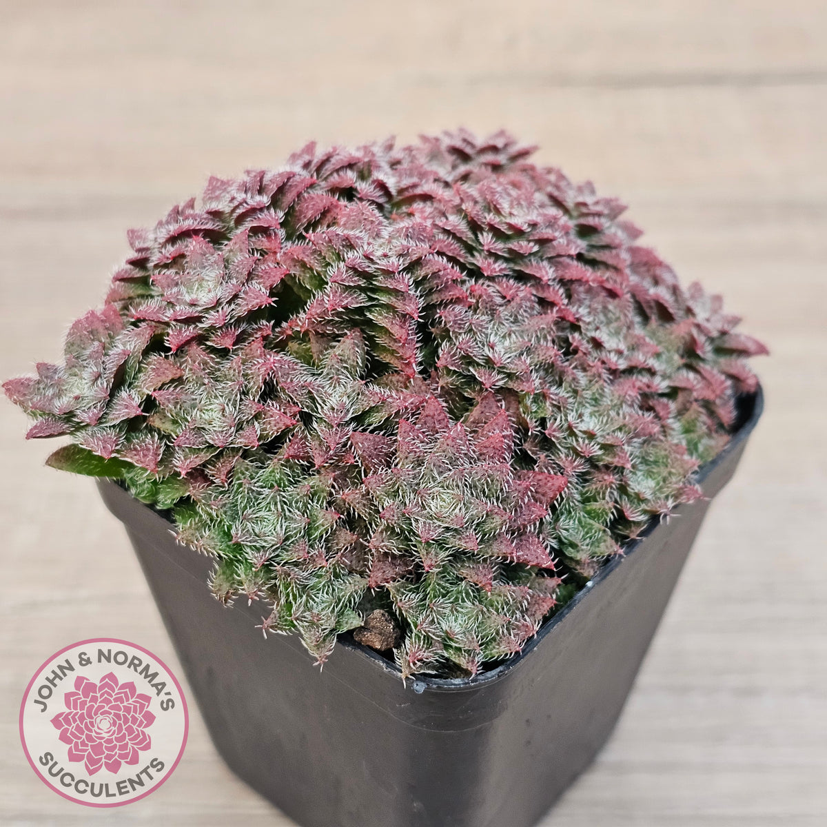 Crassula setulosa v transvaal drakensberg