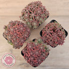 Crassula setulosa v transvaal drakensberg