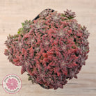 Crassula setulosa v transvaal drakensberg