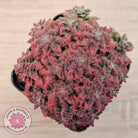 Crassula setulosa v transvaal drakensberg