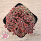 Crassula setulosa v transvaal drakensberg
