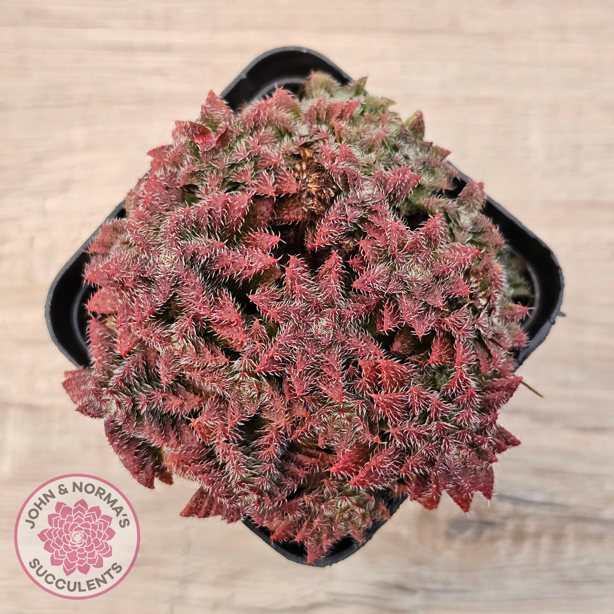 Crassula setulosa v transvaal drakensberg