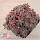Crassula setulosa v transvaal drakensberg
