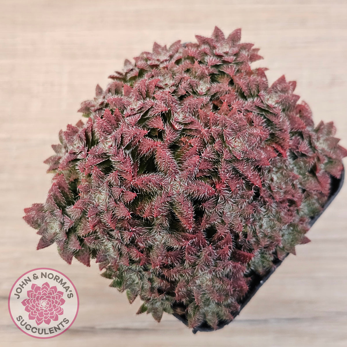 Crassula setulosa v transvaal drakensberg
