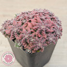 Crassula setulosa v transvaal drakensberg