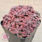 Crassula setulosa v transvaal drakensberg