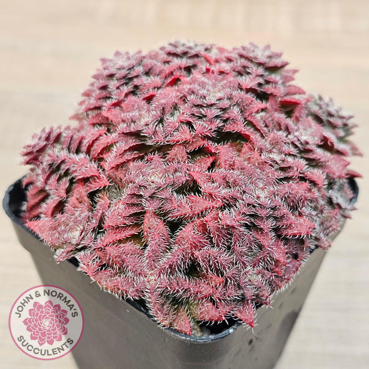 Crassula setulosa v transvaal drakensberg