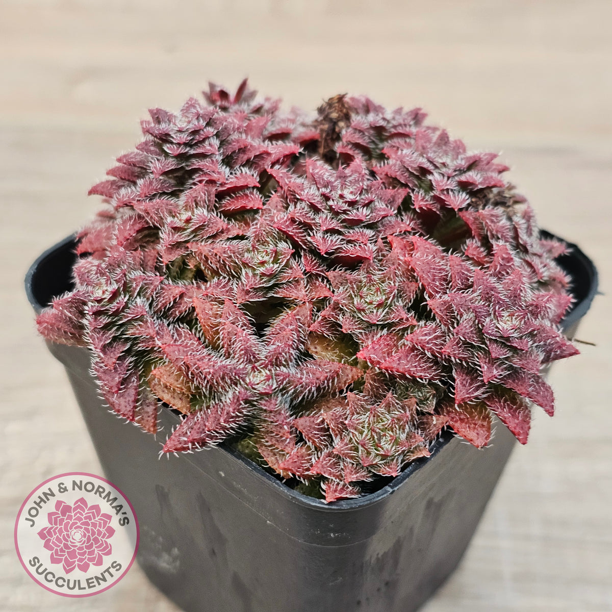 Crassula setulosa v transvaal drakensberg