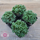 Crassula setulosa v transvaal drakensberg