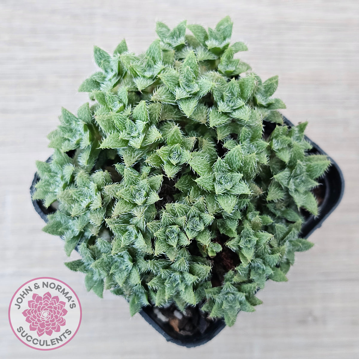 Crassula setulosa v transvaal drakensberg