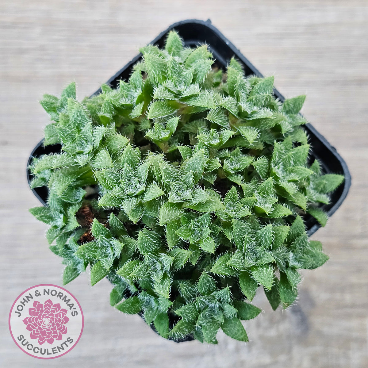 Crassula setulosa v transvaal drakensberg