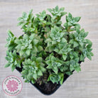 Crassula setulosa v transvaal drakensberg