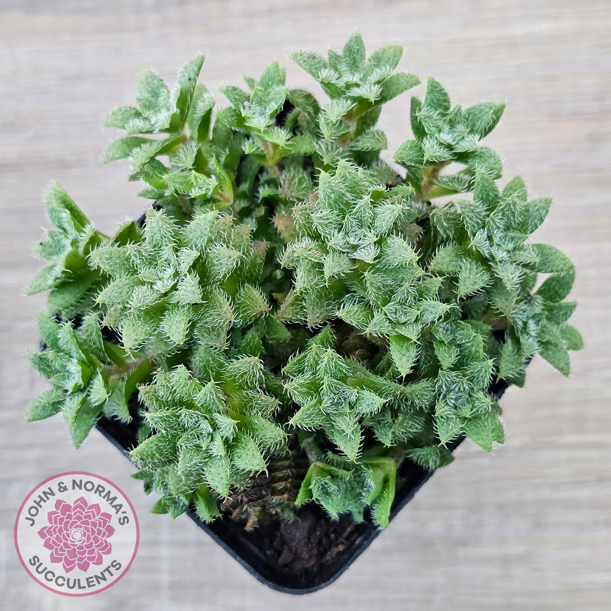 Crassula setulosa v transvaal drakensberg