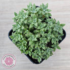 Crassula setulosa v transvaal drakensberg