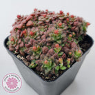Crassula setulosa v transvaal drakensberg