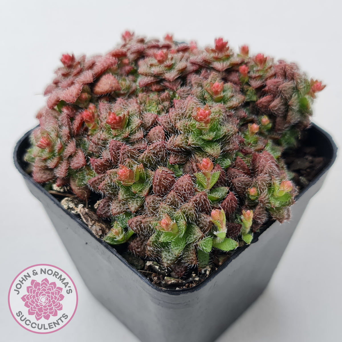 Crassula setulosa v transvaal drakensberg