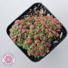 Crassula setulosa v transvaal drakensberg