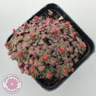 Crassula setulosa v transvaal drakensberg