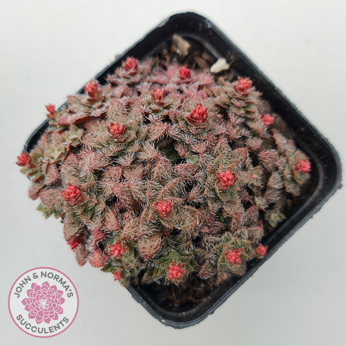 Crassula setulosa v transvaal drakensberg