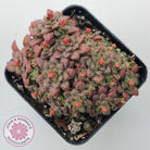 Crassula setulosa v transvaal drakensberg