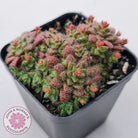 Crassula setulosa v transvaal drakensberg