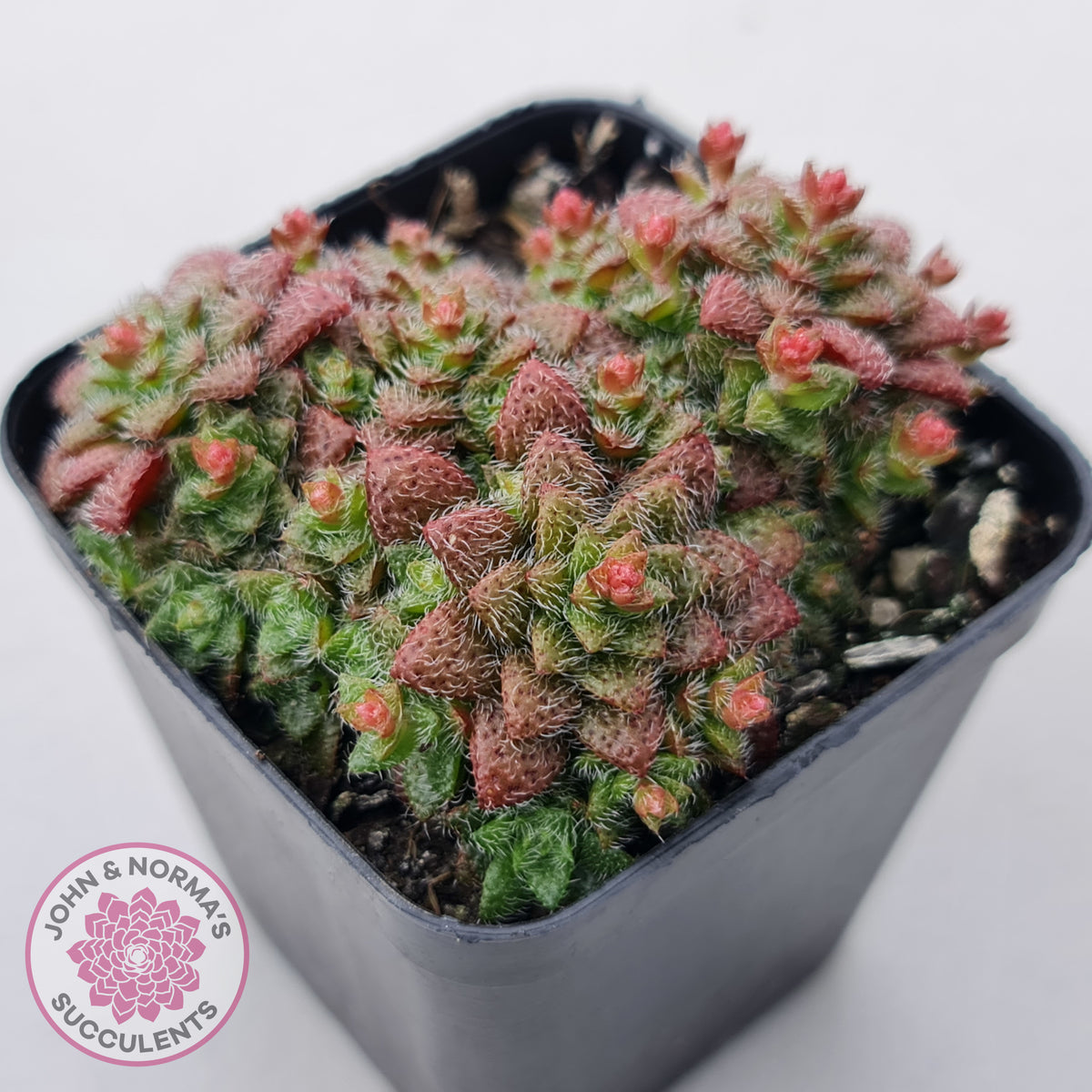 Crassula setulosa v transvaal drakensberg