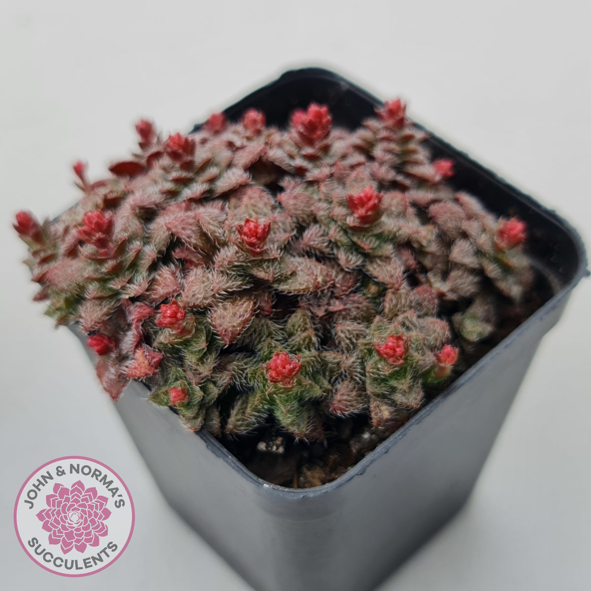 Crassula setulosa v transvaal drakensberg