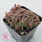 Crassula setulosa v transvaal drakensberg