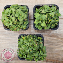 Load image into Gallery viewer, Crassula socialis
