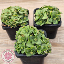 Load image into Gallery viewer, Crassula socialis
