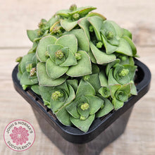 Load image into Gallery viewer, Crassula socialis
