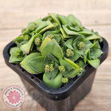 Load image into Gallery viewer, Crassula socialis
